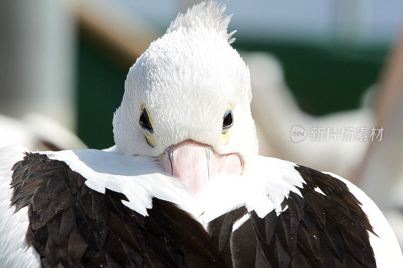 鹈鹕(Pelecanus conspicillatus)